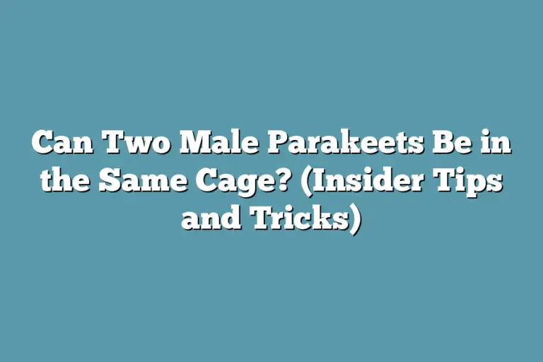 Can Two Male Parakeets Be in the Same Cage? (Insider Tips and Tricks