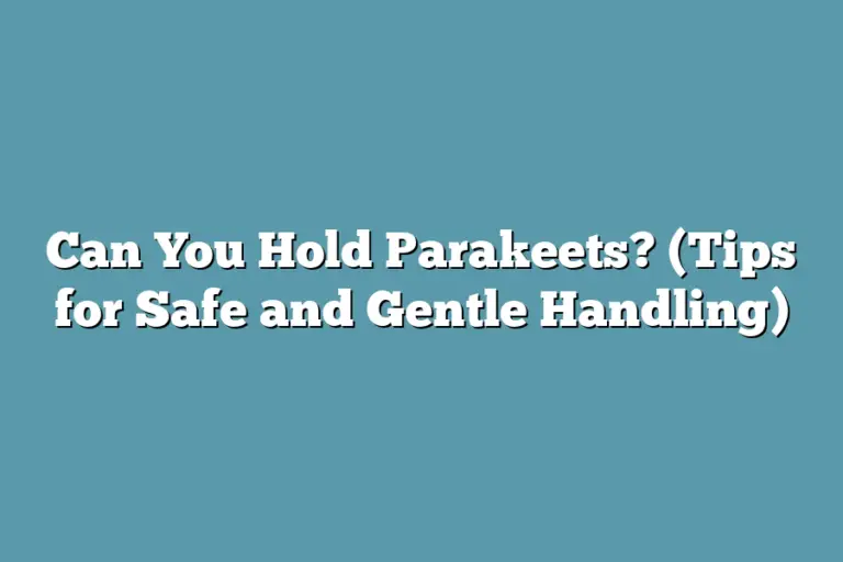 View of Can You Hold Parakeets? (Tips for Safe and Gentle Handling ...