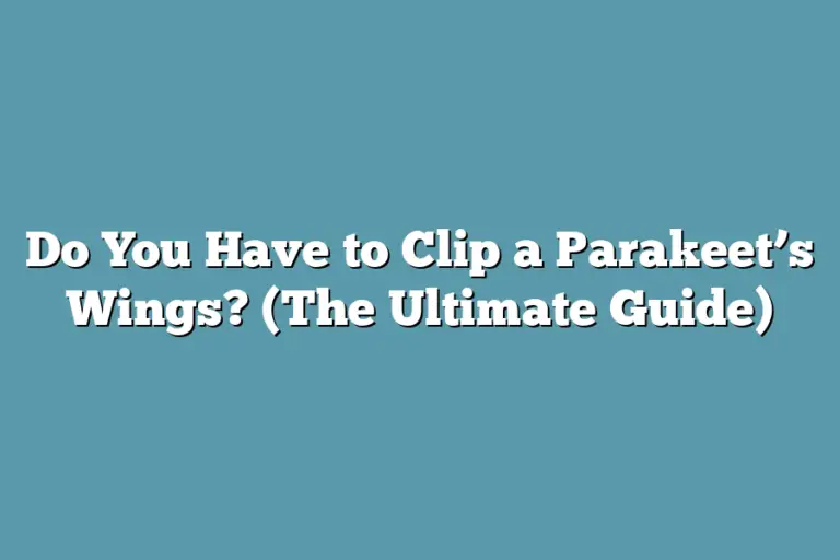 Do You Have to Clip a Parakeet's Wings? (The Ultimate Guide ...