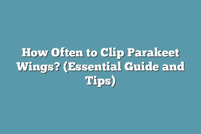 How Often to Clip Parakeet Wings? (Essential Guide and Tips ... - Blue Parakeet Wing Clipping Facts