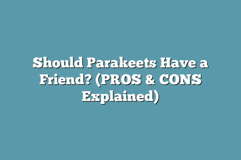 Should Parakeets Have a Friend? (PROS & CONS Explained)