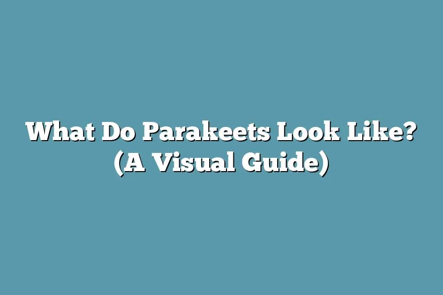 What Do Parakeets Look Like? (A Visual Guide)